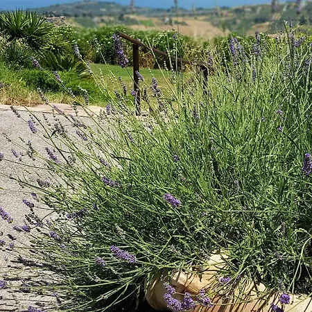 Oda ve Kahvaltı Polercia Cupello